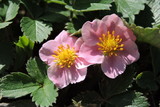 Pink flowers of a garden strawberry