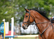 © acceptfoto - Sport horse portrait during dressage competition