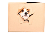 Curious Dog Jack Russell Terrier Looks Out Of A Torn Hole In A Box