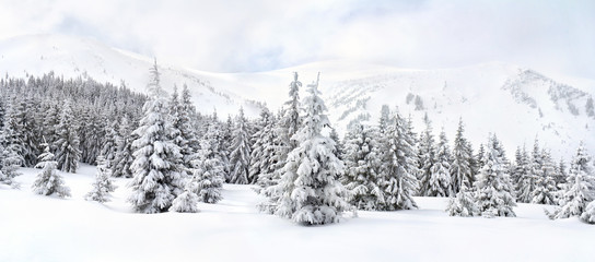 Winter landscape of mountains in fir tree forest and glade in snow. Carpathian mountains