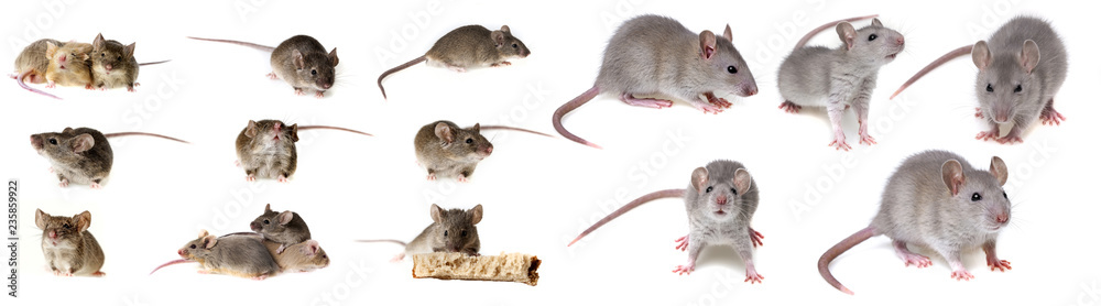 mice collection - obrazy, fototapety, plakaty 