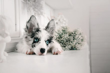 Marble Border Collie Puppy Lying On White Background Of Christmas Decorations. Beautiful Dog, Holiday, New Year, Interior, Christmas 