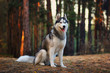 Siberian husky dog in autumn forest