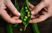 Close Up Of A Man Holding Raw Green Peas