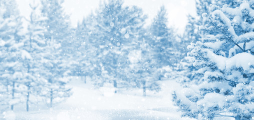 Wall Mural - Winter landscape. Winter background with snow-covered coniferous forest.