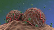 Antikörper greifen stark durchblutete Tumore an