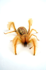 Sticker - Gelbe haarige Walzenspinne (Galeodes deserti) - Camel Spider