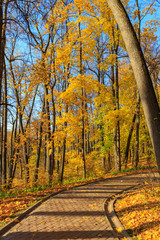 Wall Mural - Touristic alley among trees with yellow leaves in Tsaritsyno park in Moscow at sunny autumn day