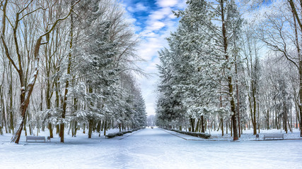 Wall Mural - Snow-covered trees in the city park.