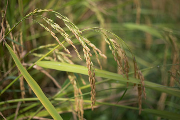 Beautiful rice field from hill tribe northern part of Thailand.