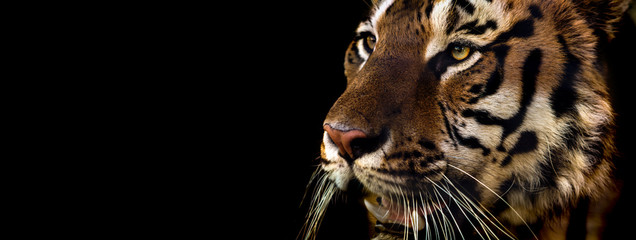 Leinwandbilder - Wild Siberian tiger on nature