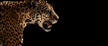 Cheetah, Leopard, Jaguar