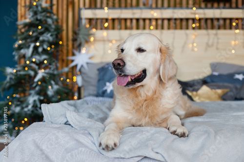 dog friendly hotels for christmas
