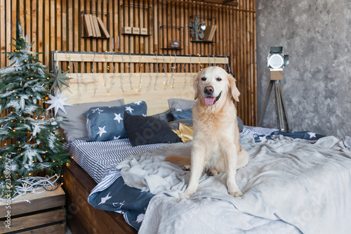 dog friendly hotels for christmas