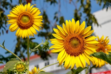 Wall Mural - Sunflowers bloom in the morning
