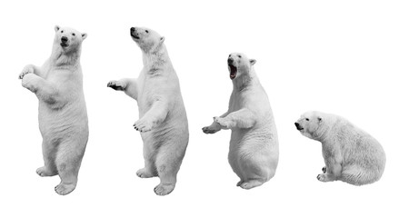 a collage of polar bear in various poses on a white background isolated