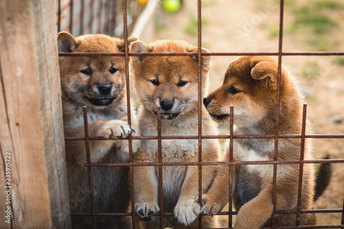 Group Of Cute Red Japanese Shiba Inu Puppies Sitting In The
