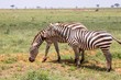 Zwei Zebras in Kenias Nationalpark
