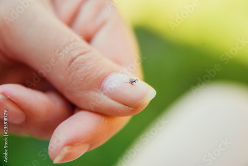 Tick crawling on finger. The concept of danger of tick bite.