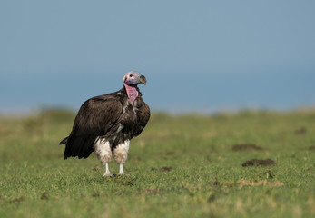 Sticker - lappet-faced vulture in Maasai Mara