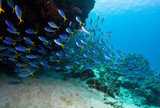 Fototapeta Do akwarium - School of fish on reef