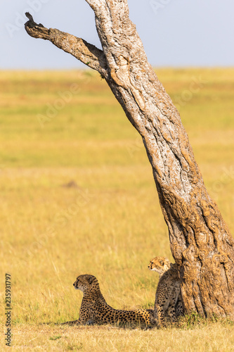 Cheetah with cubs in the shade under a tree on the savannah Tableau sur Toile
