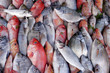 © cdkproductions - FRESH FISH ON MARKET STALL