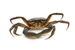 Crab. Black sea crustacean