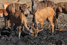 The Greater Kudu (Tragelaphus Strepsiceros). Female Standing In Front Of Waterhole.