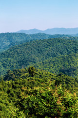 Landscape view of green trees on rain forest mountain in Thailand