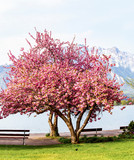 Blooming pink Japanese cherry or sakura flowers (Prunus serrulata or Kanzan) with bench near lake and  mountain