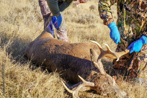 Two Male Deer Hunters Prepare To Skin Dress And Process The Shot