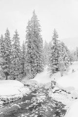 Wall Mural - High-key winter landscape with fir trees and a stream in the foothills of Switzerland