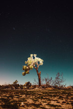 Joshua Tree In A Field At Night