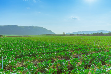 Scenery of chinese kale field in Kanchanaburi,Thailand