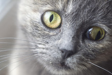 Cross-eyed Cat Portrait