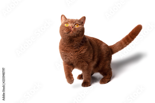 chocolate and white british shorthair