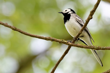 Naklejka na meble Bachstelze