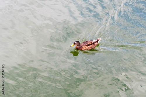 Fotografia Yellow-billed Duck Anas undulata floating in the lake Kaban.