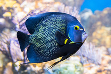 King Angelfish Holacanthus Passer , Also Known As The Passer Angelfish.