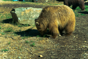 brown bear in forest