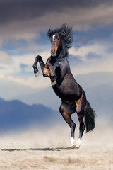 Wall Mural - Bay stallion rearing up with mountain landscape behind