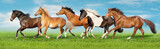 Fototapeta Konie - Horses free run gallop i green field with blue sky behind