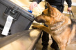 © Studio615 - Police K9 dog sniffs luggage