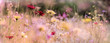 Leinwanddruck Bild - wildblumenwiese natur banner pastell