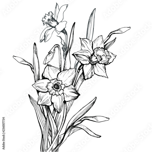 Bouquet with hand drawn flowers Narcissus, Daffodils isolated on white ...