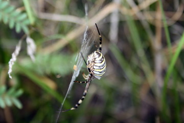 Yellow-black spider in her spiderweb (Argiope bruennichi)