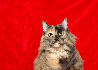 Wall Mural - Portrait of one very obese long haired tortoiseshell cat looking directly at viewer, red velvet holiday theme background with copy space.