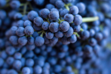 Wall Mural - Syrah grapes at harvest, DA Ranch, Verde Valley Wine Trail, Arizona