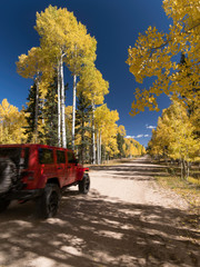 Aspens by a backroad, North Rim, Kaibab Plateau, Arizona